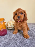 Lorelai, a female Cavapoo for sale in Louisville, KY – 2 of 3