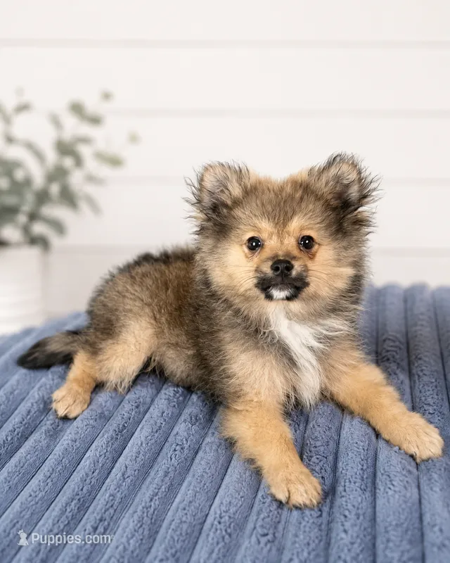 Chester – Pomeranian puppy for sale in Louisville, KY