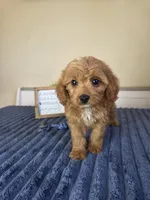Bennett, a male Cavapoo for sale in Louisville, KY – 4 of 4