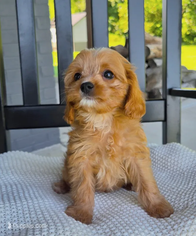 Sir Butters – Cavapoo puppy for sale in Louisville, KY