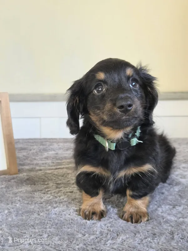 Chai- AKC – Miniature Dachshund puppy for sale in Louisville, KY
