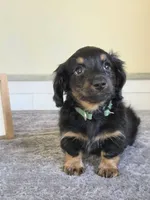 Chai- AKC, a male Miniature Dachshund for sale in Louisville, KY – 1 of 5