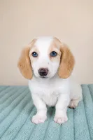 Dash, a male Miniature Dachshund for sale in Louisville, KY – 1 of 3