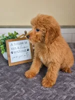 Gnocchi, a male Miniature Goldendoodle for sale in Louisville, KY – 5 of 5