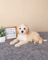 Angel, a female Miniature Goldendoodle for sale in Louisville, KY – 2 of 5
