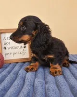 Ganon, a male Miniature Dachshund for sale in Louisville, KY – 4 of 6