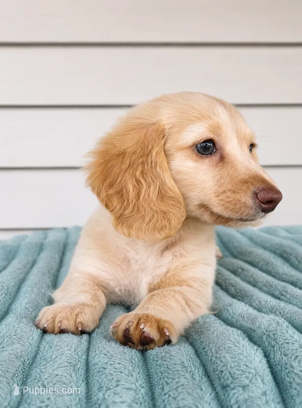 Dallas – Miniature Dachshund puppy for sale in Louisville, KY
