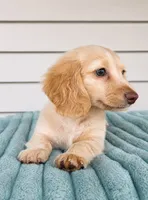 Dallas, a male Miniature Dachshund for sale in Louisville, KY – 1 of 3