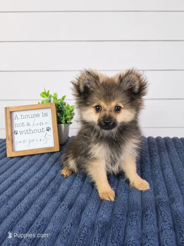 Snickers – Cavapoo puppy for sale in Louisville, KY