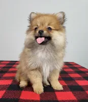 Poppy, a female Pomeranian for sale in Louisville, KY – 2 of 2