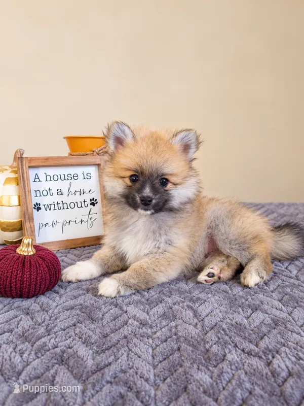 Boone – Pomeranian puppy for sale in Louisville, KY
