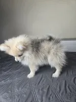 Caspian, a male Pomeranian for sale in Louisville, KY – 4 of 4