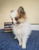 Piper, a female Pomeranian for sale in Louisville, KY – 3 of 4