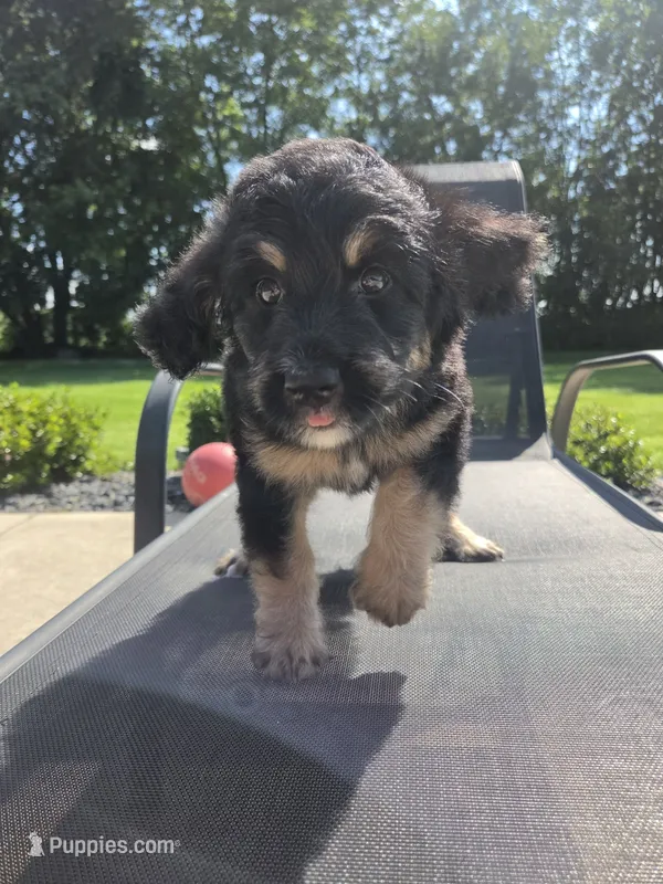 Bernie – Miniature Bernedoodle puppy for sale in Louisville, KY