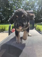 Bernie, a male Miniature Bernedoodle for sale in Louisville, KY – 3 of 4