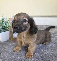 Nutmeg- AKC , a male Miniature Dachshund for sale in Louisville, KY – 5 of 6