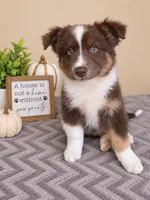 Oakley, a male Australian Shepherd for sale in Louisville, KY – 2 of 3