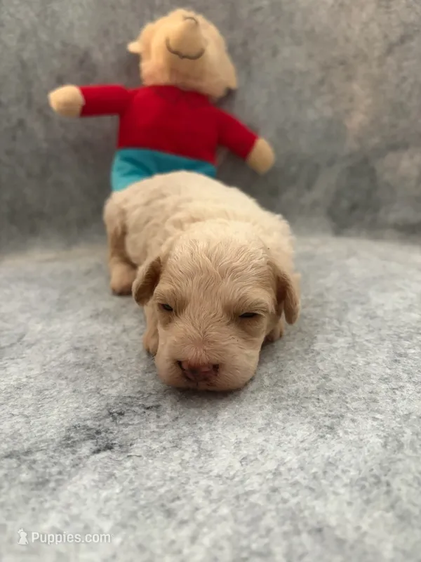 Benji – Poodle - Toy  puppy for sale in Augusta, GA