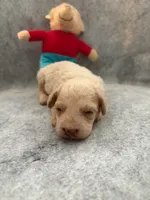 Benji, a male Poodle - Toy  for sale in Augusta, GA – 1 of 2