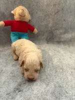 Benji, a male Poodle - Toy  for sale in Augusta, GA – 2 of 2