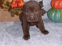 Hersey, a male Chinese Shar-Pei for sale in Augusta, GA – 2 of 3