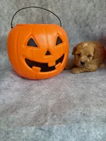 Harley, a male Miniature Goldendoodle for sale in Augusta, GA – 4 of 4