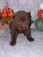 Hersey, a male Chinese Shar-Pei for sale in Augusta, GA – 3 of 3