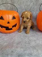 Harley, a male Miniature Goldendoodle for sale in Augusta, GA – 3 of 4