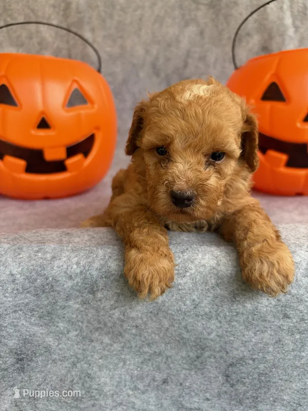 Harley – Miniature Goldendoodle puppy for sale in Augusta, GA