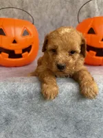 Harley, a male Miniature Goldendoodle for sale in Augusta, GA – 1 of 4