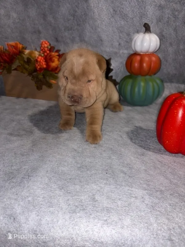 champagne  – Chinese Shar-Pei puppy for sale in Augusta, GA