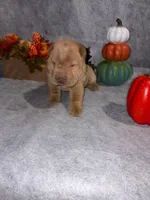 champagne , a male Chinese Shar-Pei for sale in Augusta, GA – 1 of 2