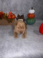 champagne , a male Chinese Shar-Pei for sale in Augusta, GA – 2 of 2