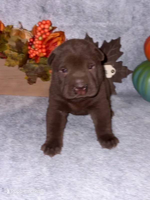 Hersey – Chinese Shar-Pei puppy for sale in Augusta, GA