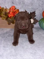 Hersey, a male Chinese Shar-Pei for sale in Augusta, GA – 1 of 3