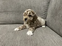 Lola, a female Poodle - Toy  for sale in St. Cloud, MN – Photo 3 of 4