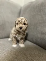 Lola, a female Poodle - Toy  for sale in St. Cloud, MN – Photo 2 of 4