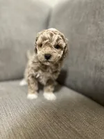 Lola, a female Poodle - Toy  for sale in St. Cloud, MN – Photo 1 of 4