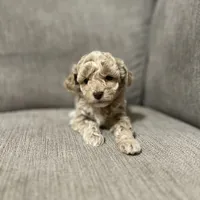 Princess, a female Poodle - Toy  for sale in St. Cloud, MN – Photo 4 of 5
