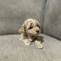 Princess, a female Poodle - Toy  for sale in St. Cloud, MN – Photo 5 of 5