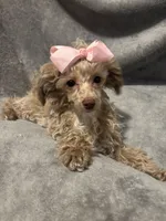 Princess, a female Poodle - Toy  for sale in St. Cloud, MN – Photo 2 of 5