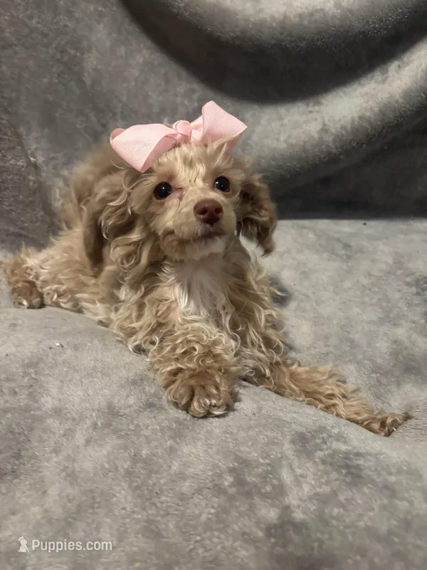 Princess, a female Poodle - Toy  for sale in St. Cloud, MN – Photo 1 of 5