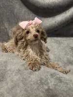 Princess, a female Poodle - Toy  for sale in St. Cloud, MN – Photo 1 of 5