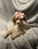 Princess, a female Poodle - Toy  for sale in St. Cloud, MN – Photo 3 of 5