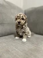 Lucy, a female Poodle - Toy  for sale in St. Cloud, MN – Photo 8 of 8