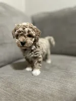 Lucy, a female Poodle - Toy  for sale in St. Cloud, MN – Photo 1 of 8