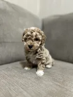 Lucy, a female Poodle - Toy  for sale in St. Cloud, MN – Photo 6 of 8