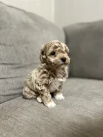 Lucy, a female Poodle - Toy  for sale in St. Cloud, MN – Photo 4 of 8