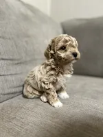 Lucy, a female Poodle - Toy  for sale in St. Cloud, MN – Photo 2 of 8