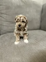 Lucy, a female Poodle - Toy  for sale in St. Cloud, MN – Photo 5 of 8